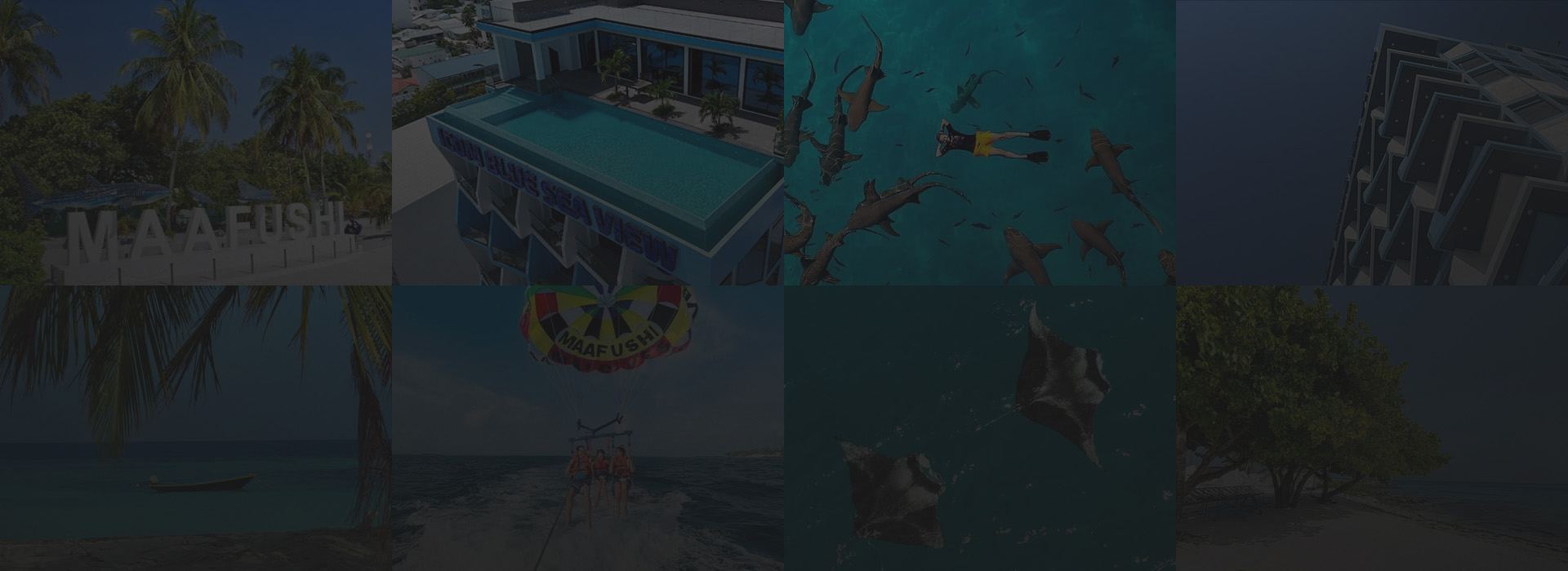 MAX SZ WEBSITE BANNER